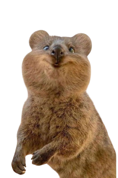 Quokka